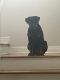 Rottweiler Puppies for sale in Marietta, GA, USA. price: $4,000