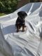 Rottweiler Puppies for sale in Visalia, CA, USA. price: $1,750