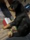 Rottweiler Puppies for sale in Stilwell, OK 74960, USA. price: $1,100
