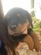 Rottweiler Puppies for sale in Stilwell, OK 74960, USA. price: $1,500