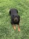 Rottweiler Puppies for sale in Houston, TX, USA. price: $1,000