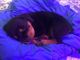 Rottweiler Puppies for sale in Port Jefferson Station, NY, USA. price: $1,100
