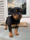 Rottweiler Puppies for sale in Los Angeles, CA, USA. price: $400