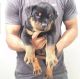 Rottweiler Puppies for sale in Los Angeles, CA, USA. price: $450