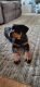 Rottweiler Puppies for sale in Shartlesville, PA 19506, USA. price: $1,000
