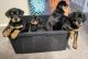 Rottweiler Puppies for sale in Las Vegas, NV, USA. price: $1,300