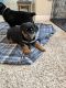 Rottweiler Puppies for sale in East Stroudsburg, PA 18301, USA. price: NA
