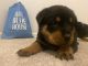 Rottweiler Puppies for sale in New Windsor, MD 21776, USA. price: NA