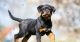 Rottweiler Puppies for sale in Casselberry, FL 32707, USA. price: $500