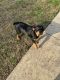 Rottweiler Puppies for sale in Center Point, AL 35235, USA. price: NA
