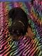 Rottweiler Puppies for sale in Hammond, IN, USA. price: NA