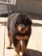 Rottweiler Puppies for sale in Bennett, CO 80102, USA. price: $1,000