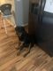Rottweiler Puppies for sale in Jackson, MI, USA. price: $450