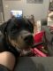 Rottweiler Puppies for sale in Jackson, MI, USA. price: NA