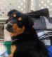 Rottweiler Puppies for sale in Riverside, CA, USA. price: $500