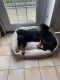 Rottweiler Puppies for sale in Malden, MA, USA. price: $1,000