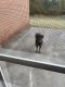 Rottweiler Puppies for sale in Hephzibah, GA 30815, USA. price: $900
