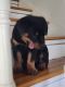 Rottweiler Puppies for sale in Corpus Christi, TX, USA. price: $1,000