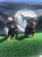 Rottweiler Puppies for sale in 2660 74th Ave, Oakland, CA 94605, USA. price: $2,000