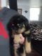Rottweiler Puppies for sale in Republic, PA, USA. price: $120,000