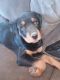 Rottweiler Puppies for sale in Fredericksburg, IN 47120, USA. price: $500
