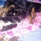 Rottweiler Puppies for sale in Ionia, MI 48846, USA. price: $1,000