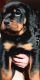 Rottweiler Puppies for sale in San Bernardino, CA 92411, USA. price: $1,000