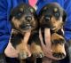 Rottweiler Puppies for sale in Newport Center, Newport, VT 05857, USA. price: NA