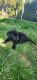 Rottweiler Puppies for sale in Sedro-Woolley, WA 98284, USA. price: $350
