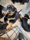 Rottweiler Puppies for sale in Waupaca, WI 54981, USA. price: NA