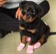 Rottweiler Puppies for sale in Gribe, Cameroon. price: NA