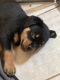 Rottweiler Puppies for sale in Lubbock, TX, USA. price: $1,500