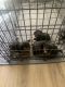 Rottweiler Puppies for sale in Phoenix, AZ, USA. price: $500