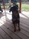 Rottweiler Puppies for sale in Trout Creek, MT 59874, USA. price: NA