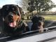 Rottweiler Puppies for sale in Boaz, AL, USA. price: $1,200