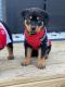 Rottweiler Puppies for sale in Philadelphia, PA, USA. price: $1,500