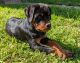 Rottweiler Puppies for sale in Collinsville, IL, USA. price: NA