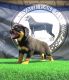 Rottweiler Puppies for sale in 2660 74th Ave, Oakland, CA 94605, USA. price: $1,800