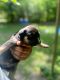 Rottweiler Puppies for sale in Henderson, NC, USA. price: NA