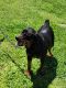 Rottweiler Puppies for sale in Gallatin, TN 37066, USA. price: NA