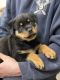 Rottweiler Puppies for sale in Rochester, NY, USA. price: NA