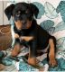 Rottweiler Puppies for sale in Los Angeles, CA, USA. price: $580