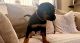 Rottweiler Puppies for sale in Los Angeles, CA, USA. price: $650