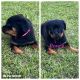 Rottweiler Puppies for sale in Macon, GA, USA. price: $1,000