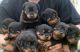 Rottweiler Puppies for sale in Orlando, FL, USA. price: $700