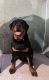 Rottweiler Puppies for sale in Hammond, IN, USA. price: $1,000