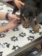 Rottweiler Puppies for sale in Allen Park, MI 48101, USA. price: $2,000