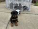 Rottweiler Puppies for sale in Lancaster, TX, USA. price: NA
