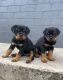 Rottweiler Puppies for sale in San Antonio, TX, USA. price: $1,500