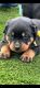 Rottweiler Puppies for sale in Bethalto, IL, USA. price: $1,000